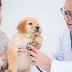 日本で初めて誕生した動物病院と概要について